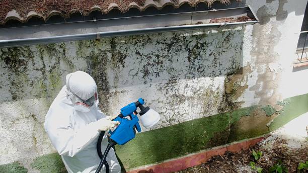 Trusted Mold Inspection service in Lithia, FL - Cheap Mold Removal
